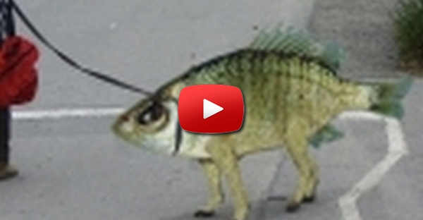 Peixe tipo Cao